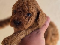 Safkan Toy Poodle Yavruları