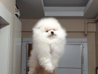 3.5 aylık muhteşem kalitede pomeranian yavrular