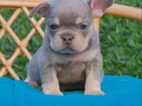Dizzy rascal french bulldog yavruları yeni ailelerini arıyor