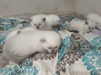 Acil Sahiplendirme Scottish Fold Kediler