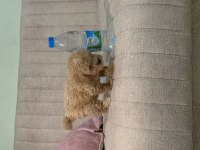 Orjinal Boy Teacup Maltese bebekler