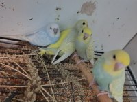 12 adet muhabbet kuşu yavrusu