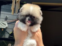Show Kalite Pomeranian Boo Yavrular
