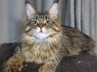 Full şecereli maine coon ünvanlı ebeveynlerden