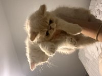 1,5 aylık exotic shorthair yavru