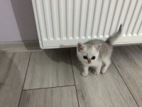Straight dişi erkek kediler 2 aylık