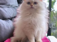 SAFKAN BRİTİSH LONGHAİR YAVRU