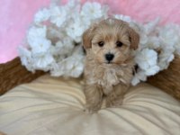 IRK GARANTİLİ MALTİPOO YAVRULARI 