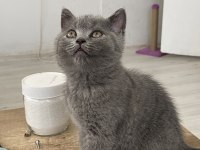 British Shorthair Kitten
