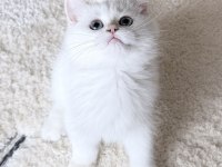 Safkan British Shorthair Golden Point Erkek Yavru