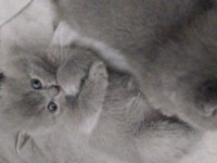 British shorthair kedilerim