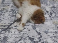 İRAN KEDİSİ 5 AYLIK