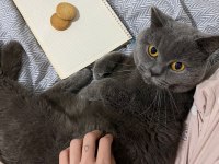 0 kulak top kafa scottish fold