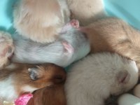 Her Bütçeye Uygun Hamster Setleri Aynı Gün Adrese Teslim