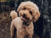 Poodle 1 Yaş Civarı