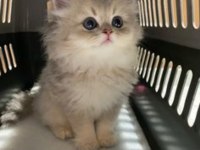 Blue Golden Point British Longhair Güzelliğim
