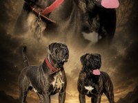 Şecereli Anne Babanın Cane Corso Yavruları