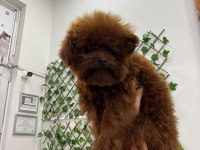 YETİŞKİN DARK RED KORE POODLE ERKEK KUYRUKSUZ