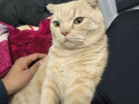 Saf Irk Scottish Fold