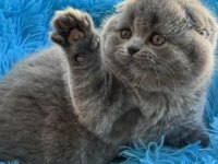 Mükemmel güzellikte scottish fold yavrularım