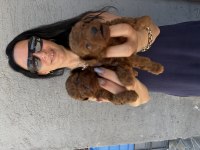 Toy poodle yavrularım sağlık ve ırk garantilidir