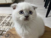YAVRU MUHABBET KUŞU KEDİ