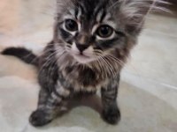 KEDİMİZE ÖMÜRLÜK YUVA ARANIYOR