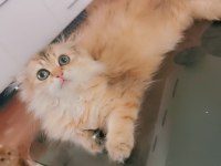 Full şecereli şampiyon ebeveynlere sahip scottish fold
