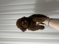 Toy Poodle yavrularımız
