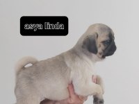Pug Mops Bebekleri