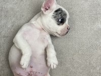50 GÜNLÜK ERKEK FRENCH BULLDOG