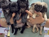 Pug Bebekler
