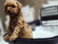 Micro teacup toy poodle yavrular teslime hazır ev ortamı