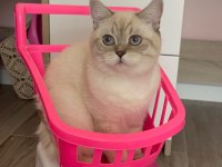 Çiftleştirmek için dişi kedi arıyoruz