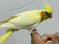 Sultan papağanı sahiplendirilecekler