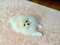 Çok güzel pamuk dişi pomeranian