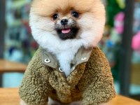 Efsane ayı surat pomeranian