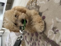 Kocaeli toy poodle