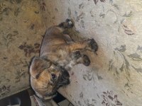 Şivava terrier yavrusu
