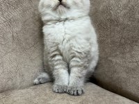 Safkan british shorthair AYI SURAT TOP KAFA bebişimiz