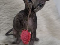 Naked Beauty Sphynx Cattery 10 Haftalık