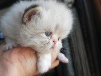 SAFKAN İRAN KEDİSİ YAVRULARI