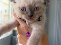 İki Aylık Scottish Fold Yavrumuz Yeni Yuvasını Arıyor