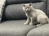 Oynak ve sağlıklı yavru kedimiz