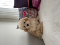 Maltipoo A kalite 0 numara bebeklerimiz erkek ve dişi