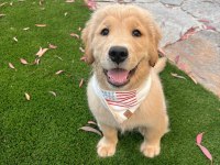 Golden Retriever Türkiyenin Tek Kapıda Ödemeli Çiftliği