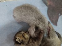 British Shorthair Kedimize Güzel Bir Aile Arıyoruz