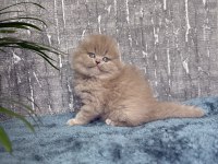 Show Class Sıfır Kulak Scottish Fold Prenses