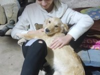 Antalya içi Yavru golden retriever sahiplendirme
