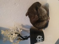 Chinchilla (çinçila) tavşanı